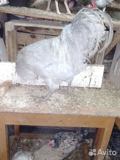 Цыплята породистые и кросс от домашних кур