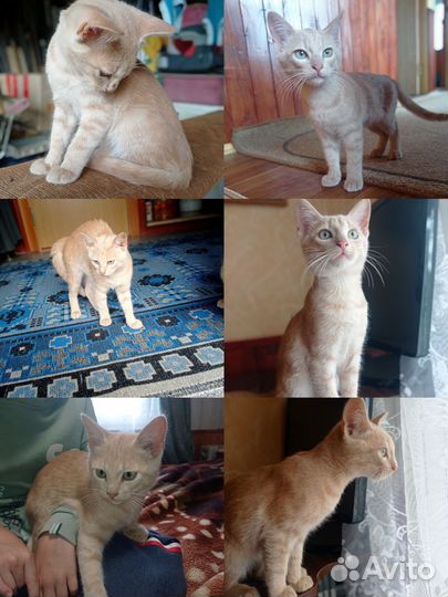 Кошка в дар бесплатно