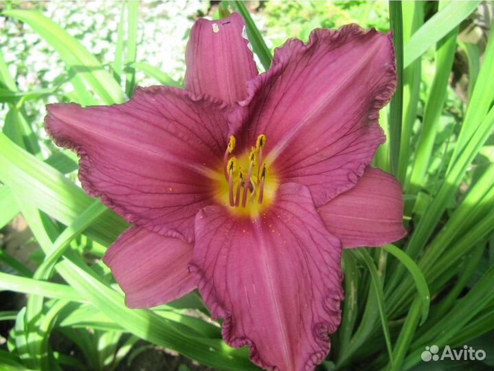 Лилейники и ирисы