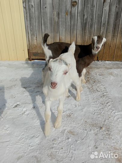 Козочки ламанча