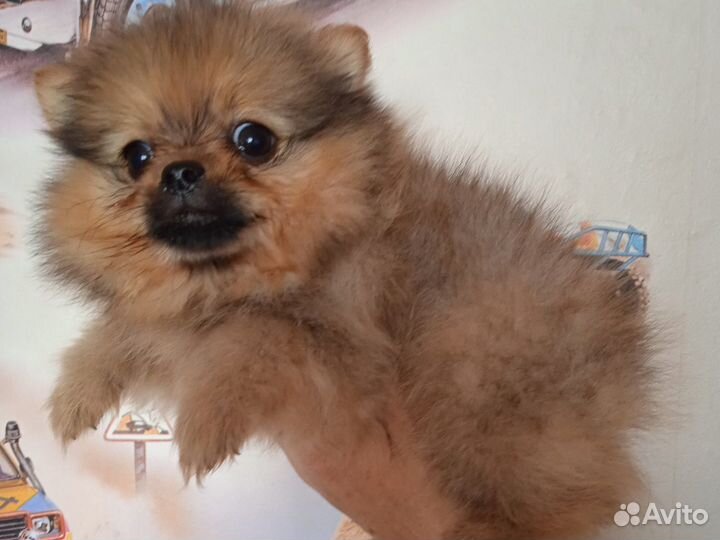 Щеночки мини померанского шпица