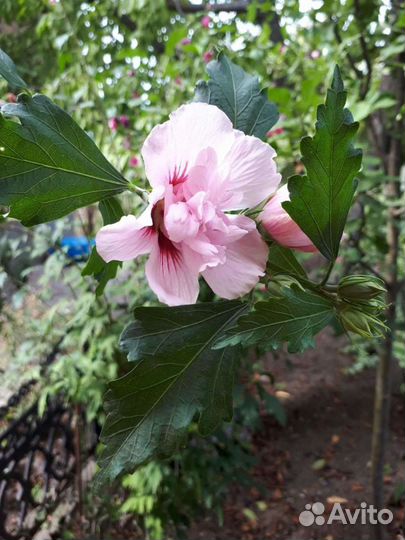 Цветы, кустарники и лианы