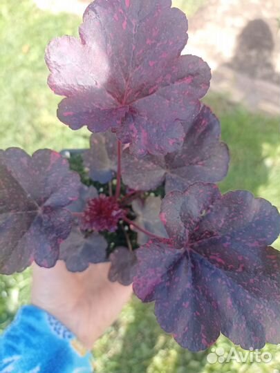 Гейхера сорт Миднайт Роуз