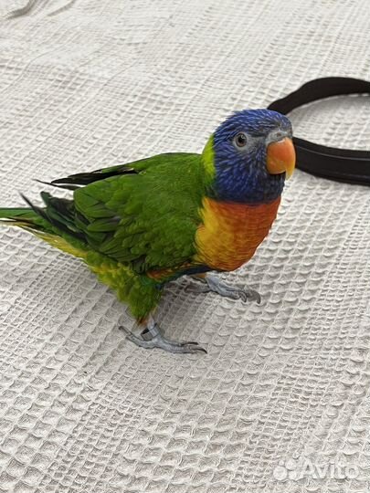 Ручной говорящий попугай