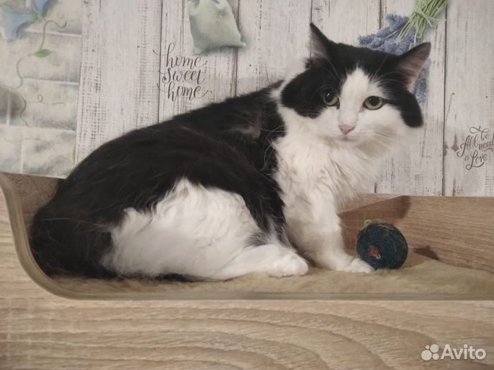 Кошка в дар