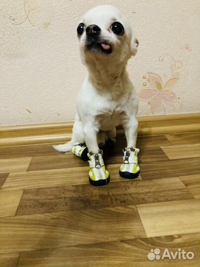 Сапожки для собак