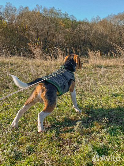 Вязка Бигль (кобель)