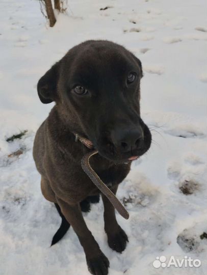 Ласковая девочка Багира ищет дом