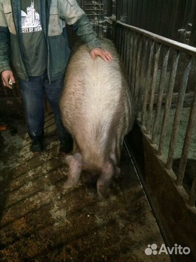 Хряк кантор (Дюрок+ Пьетрен)