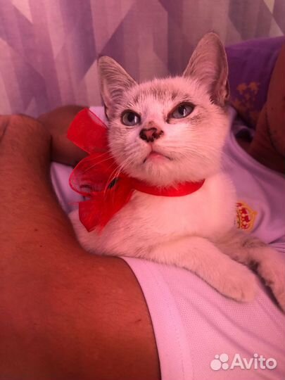 Сиамская кошечка