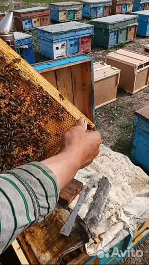 Пчелопакеты карника