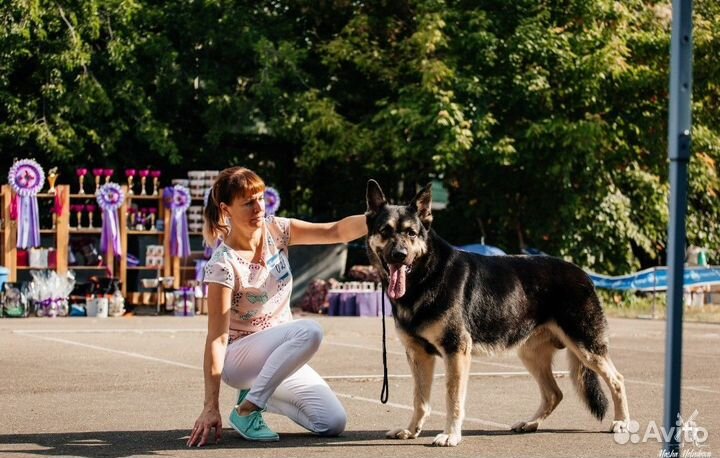 Восточноевропейская овчарка вязка