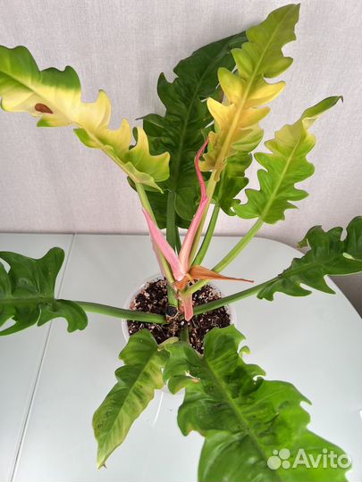 Филодендрон золотой дракон