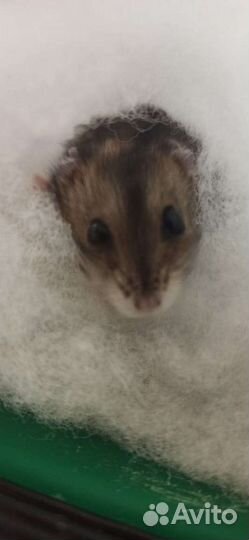 Передержка грызунов длительная. Зоотакси