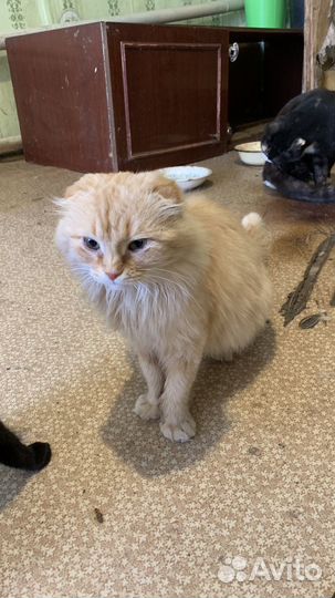 Отдам в самые лучшие руки