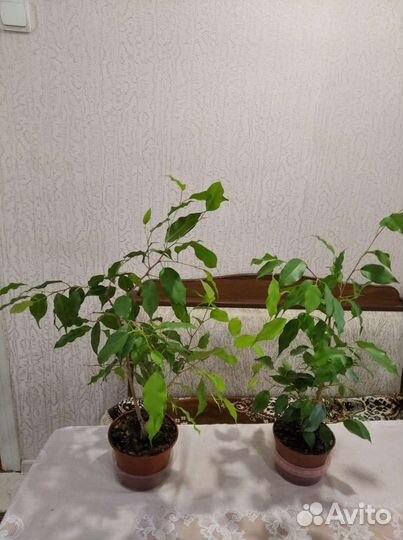 Фикус Бенджамин карликовый