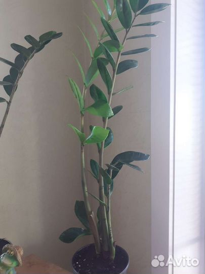 Замиокулькас