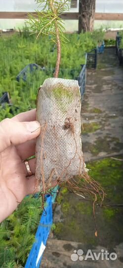 Сеянцы ели зкс и окс