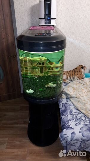 Аквариум 