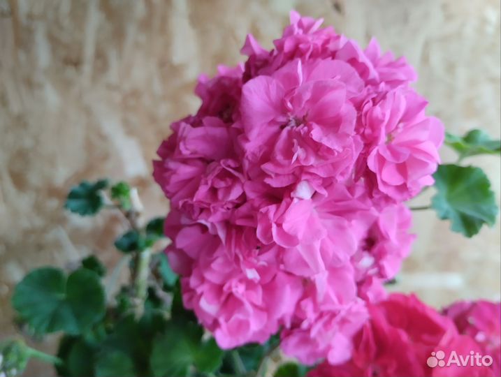 Хризантемы сортовые