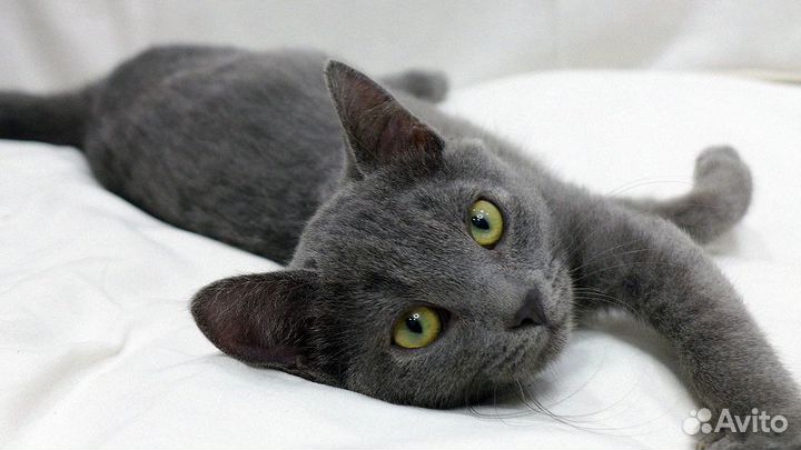 Кот ищет дом