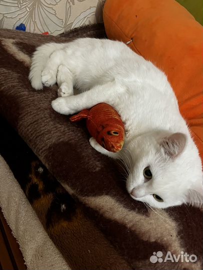 Белая кошка