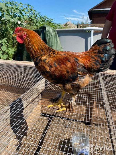 Молодые петухи