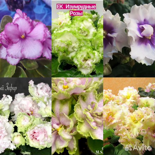 Сортовые фиалки