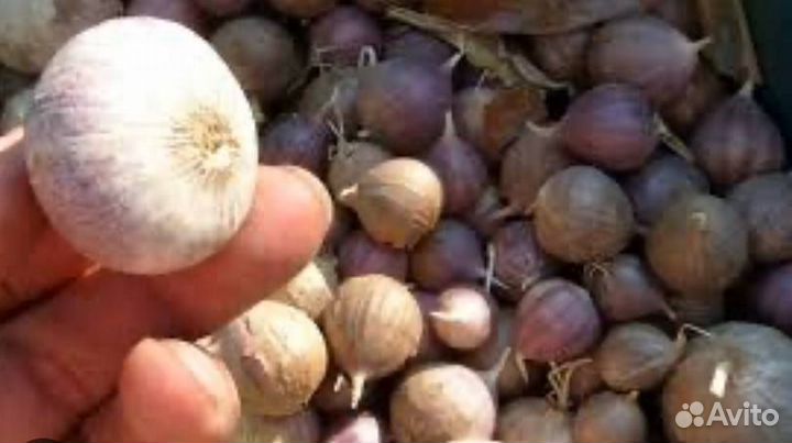 Семена чеснока однозубка Любаша, Добрыня и Шадейка