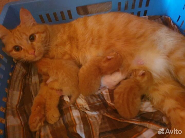 Котята в хорошие руки