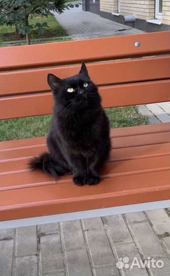 Кот в добрые руки