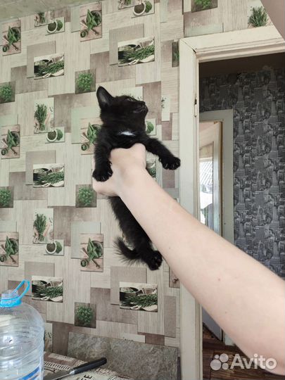 Котодети