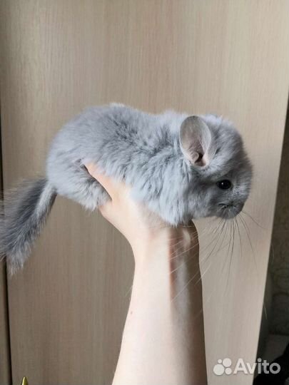 Шиншилла голубой бриллиант ангорский