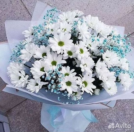 Хризантема