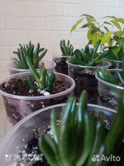 Крассула Хоббит, фикус Бенжамина