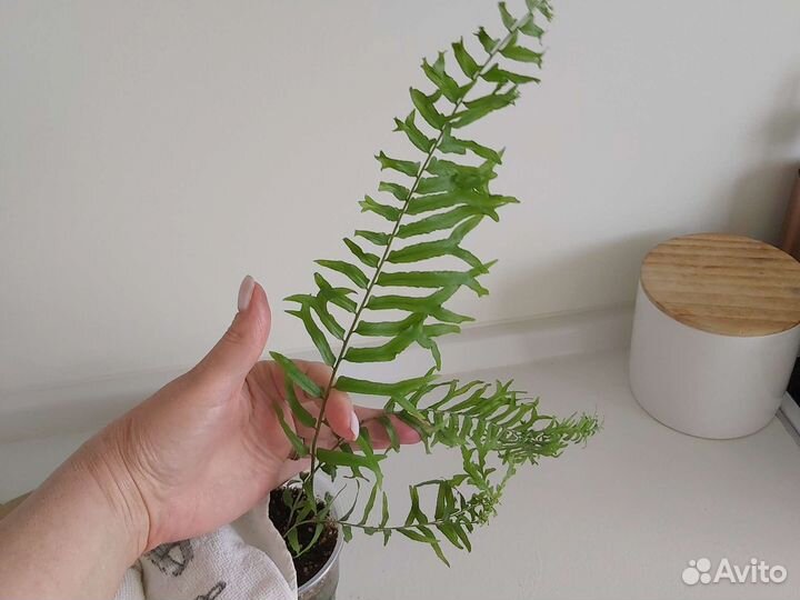 Папоротник Нефролепис