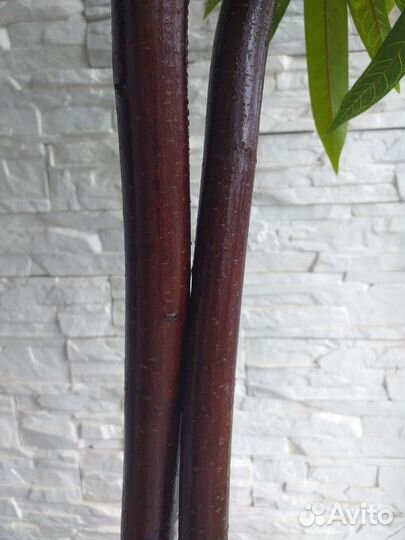 Искусственное дерево манго узколистный, персик