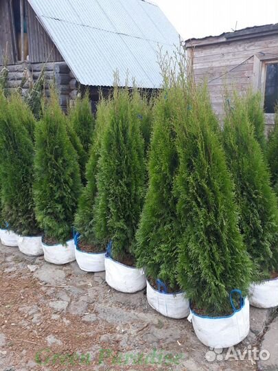 Туя Смарагд extra