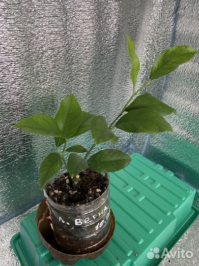 Лимон испанский, сорт Верна