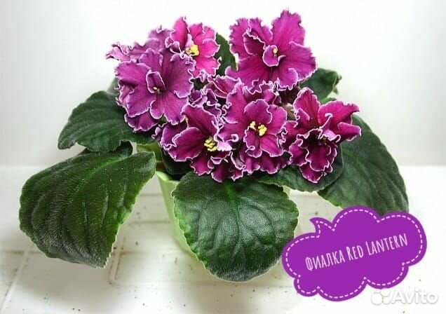 Сортовые фиалки