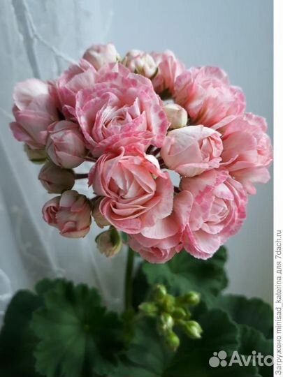 Пеларгония Denise Sutarve