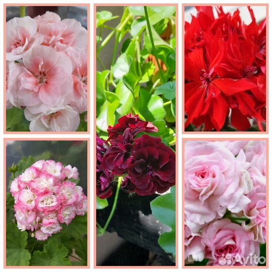 Набор герани