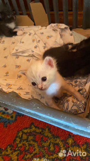 Котята