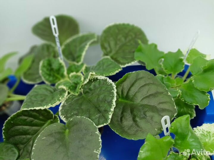 Сортовые фиалки набор