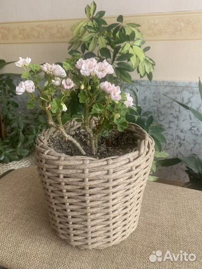 Пеларгония герань