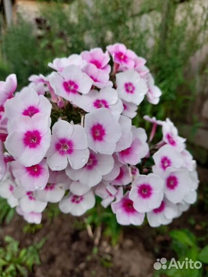 Флокс метельчатый 