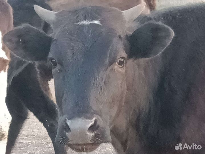 Тёлочки возраст 1 год и 4 месяца