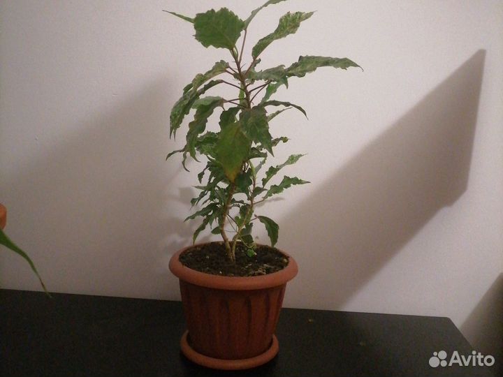 Гибискус розовый