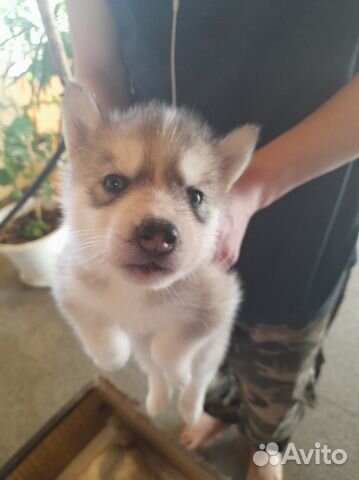 Щенки сибирской хаски