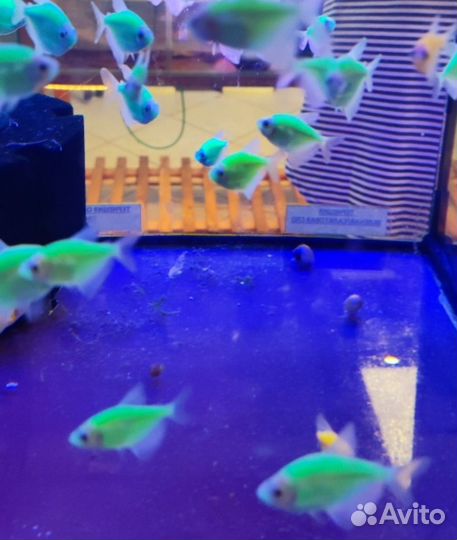 Аквариумные рыбки и растения